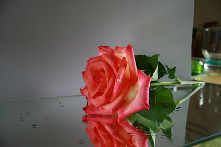 Róża, lustro, refleksje, roślina, Natura, kwiat, Bloom