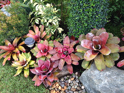 bromeliads, garden, rock garden, tropical garden