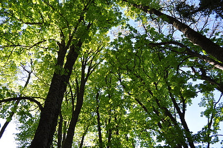 деревья, небо, филиалы, Природа, лес, лист, Парк