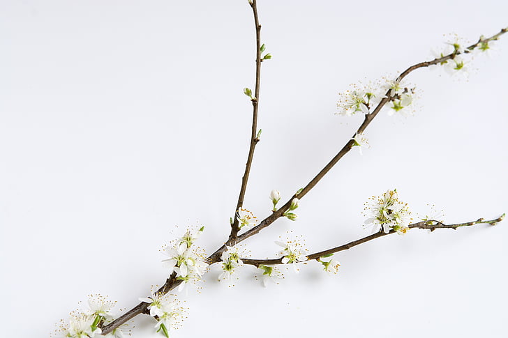 branch, cherry blossom branch, flowers, white, spring, close