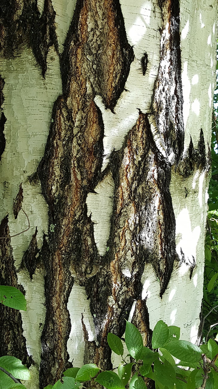 Birch, alam, musim panas, pohon, hutan, batang pohon, Woodland