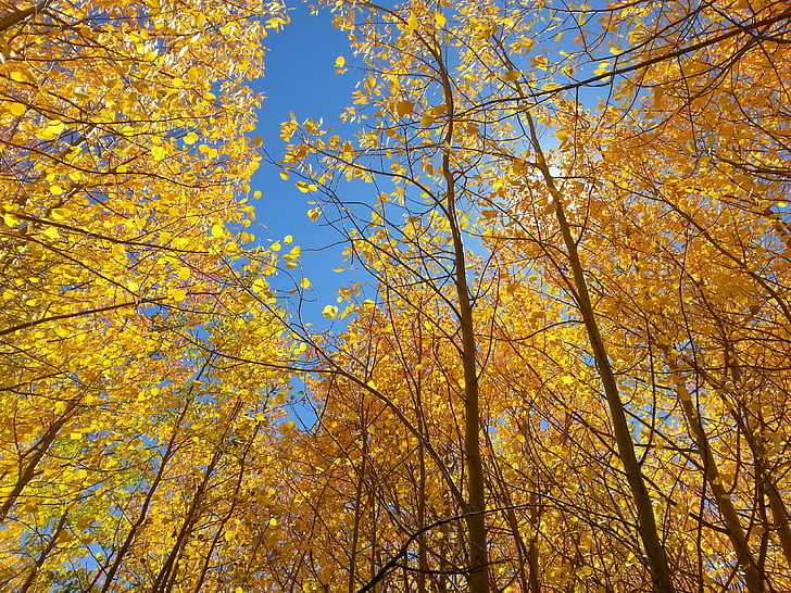faller, Aspen, blå himmel, gul, säsong, träd, hösten