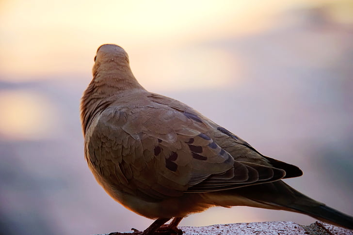 birds, gray dove, pigeon, fauna, sunset, rear view