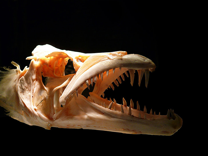 crani, Predator, dents, ossos, peix, esquelet, morts