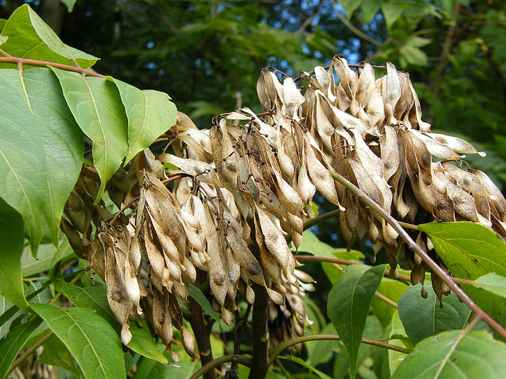 ailanthus altissima, Arborele de Rai, ailanthus, copac, Flora, Botanica, plante