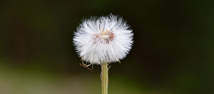 dandelion, plant, flying seeds, seeds, nature, close, macro