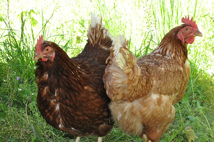 hens, domestic birds, laying hens, animal