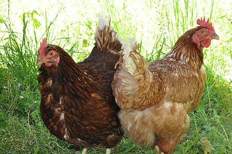 Tavuklar, yerli kuşlar, yumurtacı, hayvan