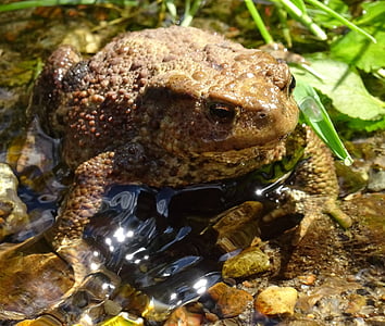 frog, toad, pond, amphibian, animal, nature, wildlife