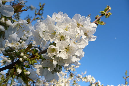 flores, naturaleza, jardín, floración, primavera, Blanco, cerezo