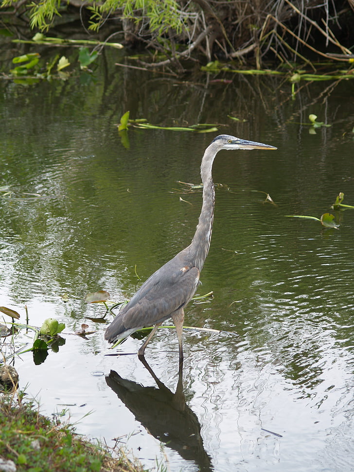 juvenile great blue heron, bird, wildlife, everglades, swamp, florida, fishing
