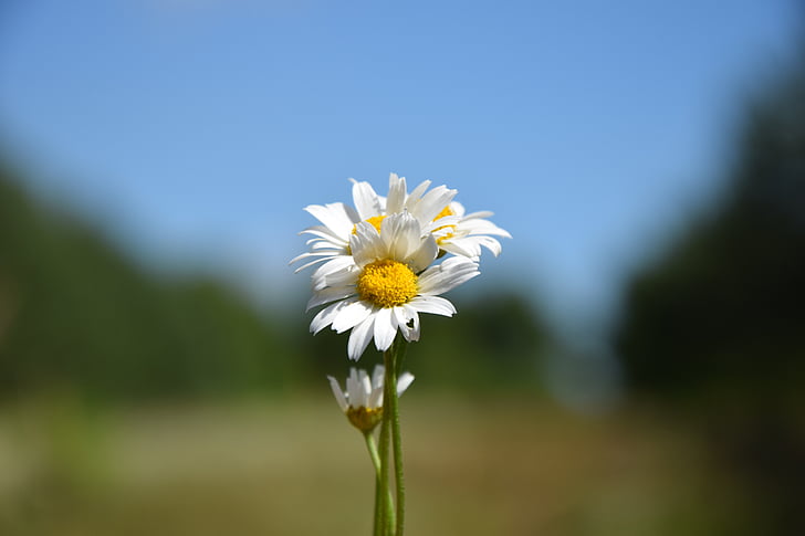 Daisy, kwiat, łąka
