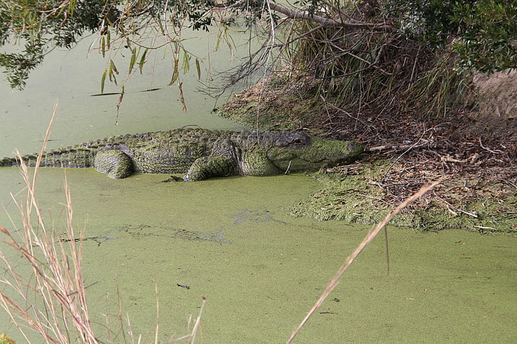 aligator, Bagno, gad, dzikich zwierząt, drapieżnik, zielony, Marsh