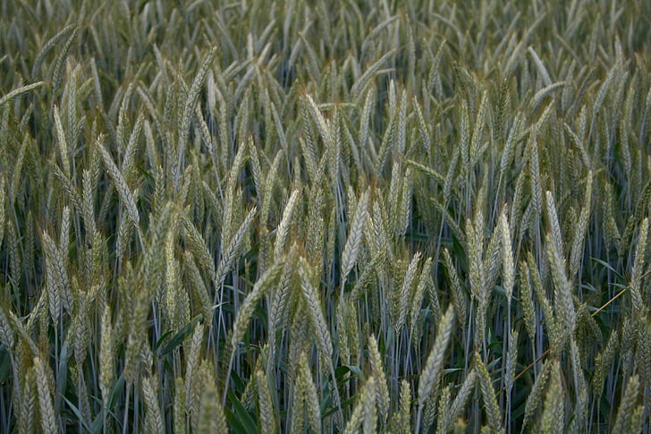 barley, hops, immature, cereals, agriculture, nature, field