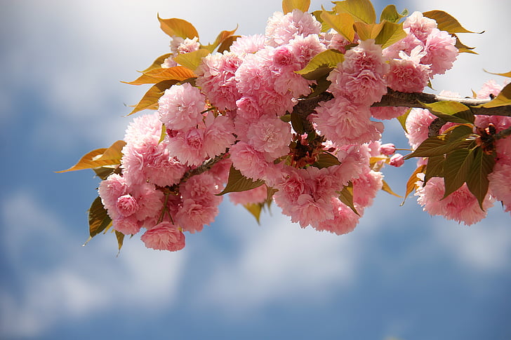 Japán cherry blossom, virágok, tavaszi, Bloom, természet, fa, rózsaszín