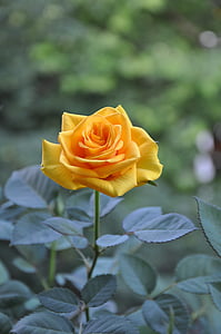 gelbe Rosen, Sommer, Blume, Natur, Anlage, Blütenblatt, gelb