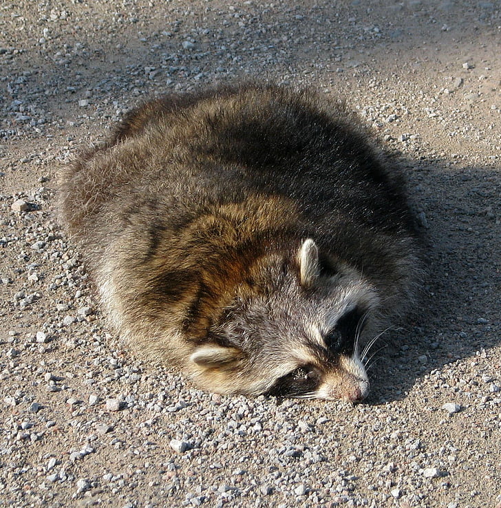 Roadkill, procione comune, North american raccoon, Procyon lotor, vecchia strada di hungerford, Moneymore, Ontario