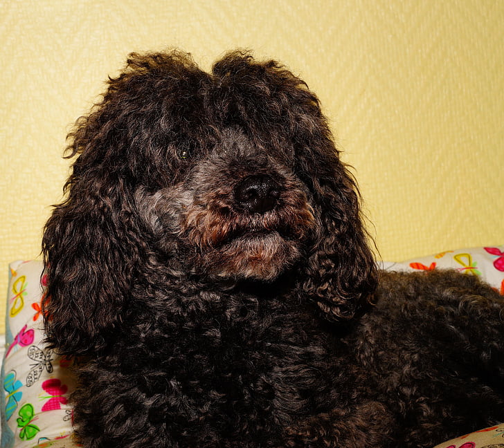 dog, poodle, male, black, curly fur, pose, portrait