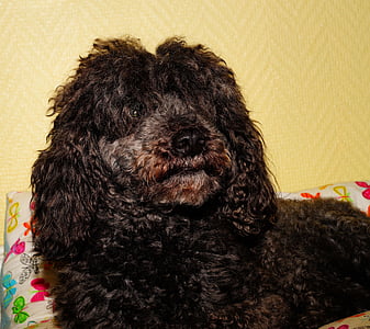 câine, pudel, de sex masculin, negru, cret blana, pune, portret