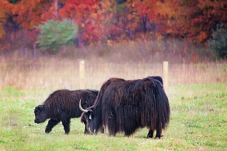 Buffalo, falder, efterår, felt, farverige, natur, dyr
