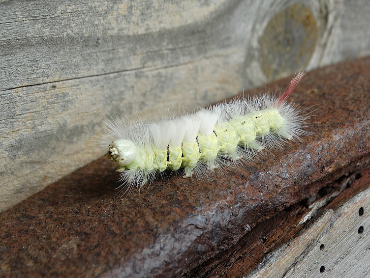 Caterpillar, touceira pálida, Bug, Fuffy, peludo, verde