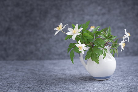Bush-windröschen, Ranunculaceae, Anemone nemorosa, wiosna kwiat, początku gafa, kwiaty, biały