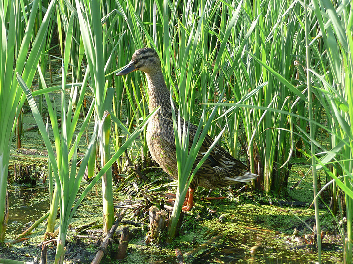 wild duck, water, reeds, nature