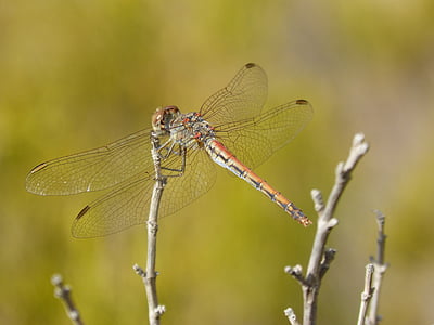 dragonfly, sympetrum striolatum, winged insect, branch, wetland, pond
