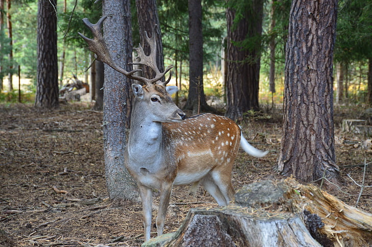 fallow deer, fallow deer spotted, animal, antlers, forest, trees, mammal