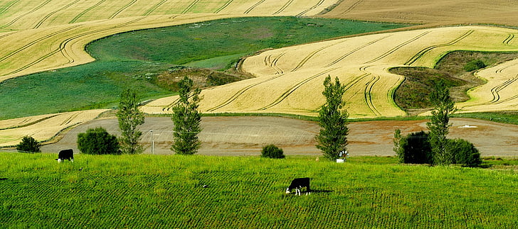 Nový Zéland, Panorama, skot, krávy, farma, ranč, pšenice