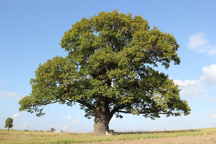 tuomioistuin oak, Oak, puu, vanha tammi, taivas, loput, Saksan tammi