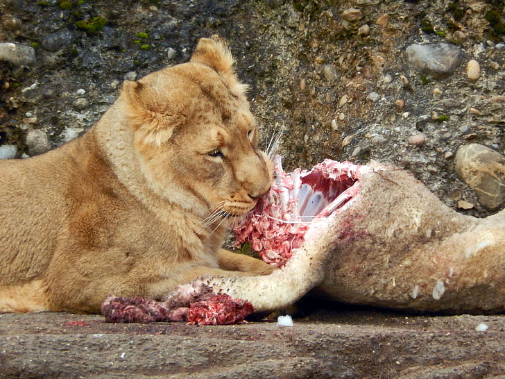 sư tử, ăn, con mèo, sở thú, động vật, Thiên nhiên, săn bắn