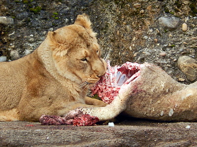 Lion, manger, chat, Zoo, animal, nature, chasse