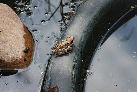 βάτραχος, λιμνούλα στον κήπο, Frog pond, φύση, Κήπος, λιμνούλα με βατράχια