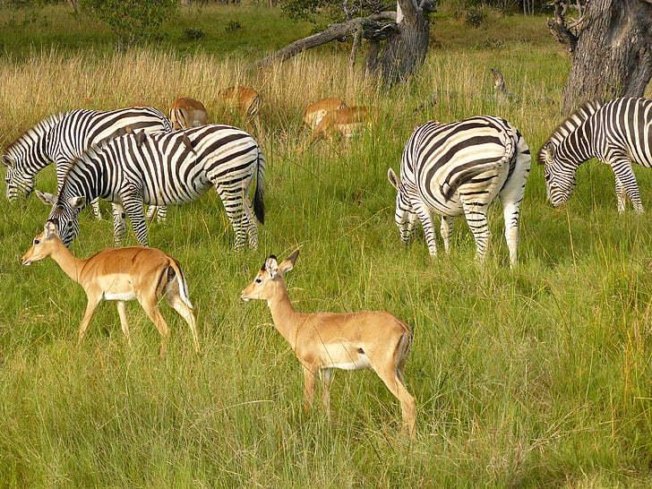 zebras, antílope, pastoreio, Chobe, Parque jogo, Botswana, África
