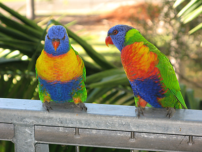 Duha mnohobarvý, pták, mnohobarvý, barevné, volně žijící zvířata, Příroda, barvy