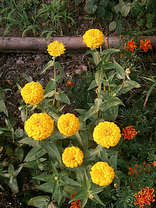 Zinnie, Zinnia elegans, gelbe Blumen, Blumenbeet