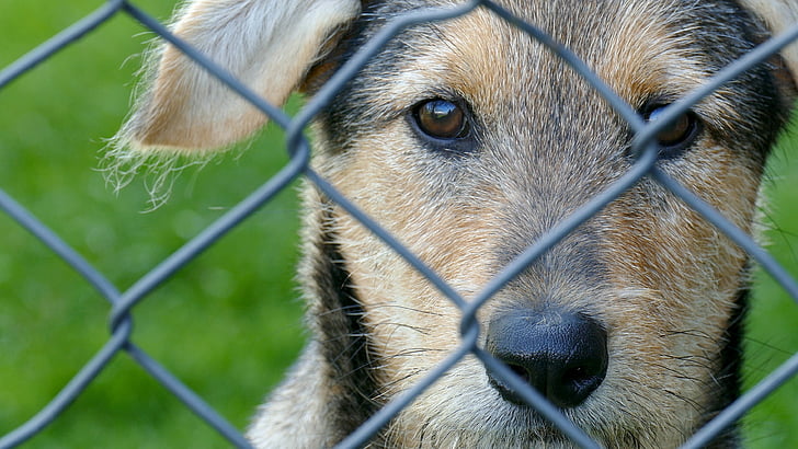 dog, young, small dog, pet, hybrid, cute, fence