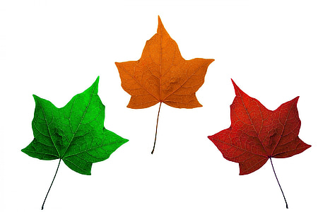 leaves, isolated, maple, maple leaves, red, orange, green