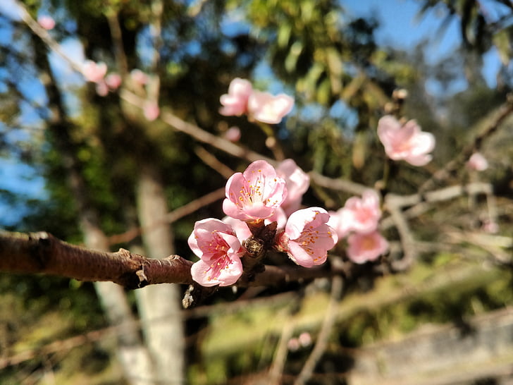 fiore, Peach, naturale, ramo, rosa, primavera