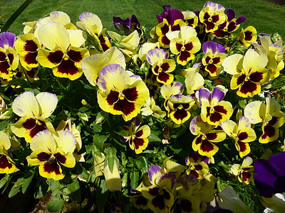 pansy, flower, bloom, yellow, face, summer, plant