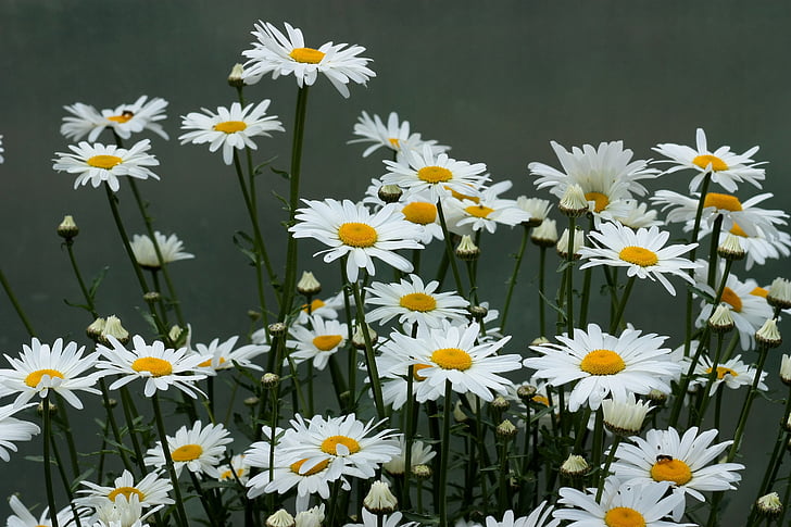 Daisy, bloem, wit, plant, natuur, zomer, lente