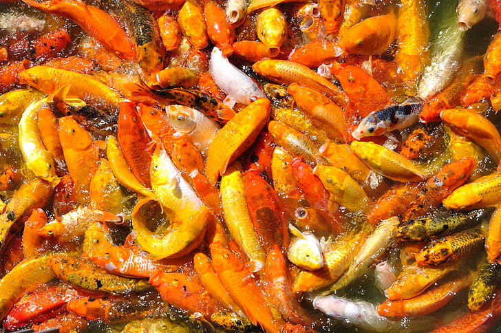 poisson carpe, poisson, orange, carpe, pêche, eau, nature