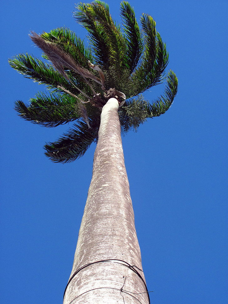 palm tree, high, height, nature, tree, trunk
