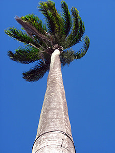 Palm tree, hög, höjd, naturen, träd, trunk