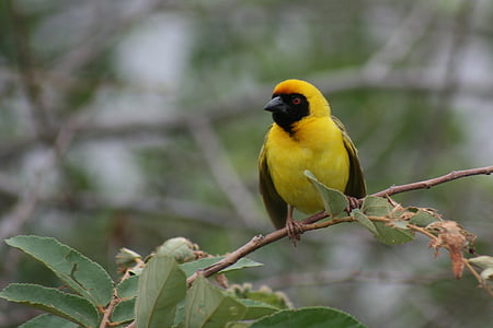 นกจาบเหลือง, สาขา, ธรรมชาติ, สัตว์ป่า, แอฟริกา, สีเหลือง, ฤดูร้อน