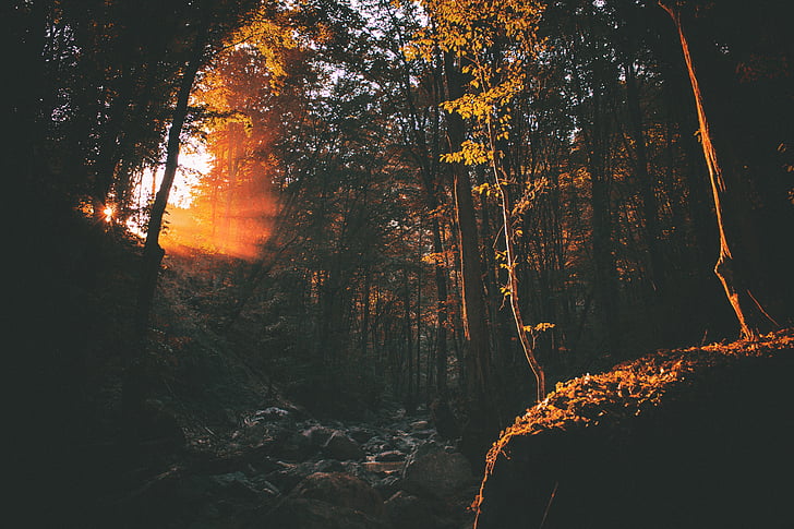sunset, scenery, forest, tree, wood, shadow, nature
