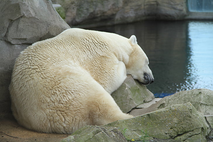 isbjörn, Zoo, päls, sömn, djur, Björn, djurvärlden