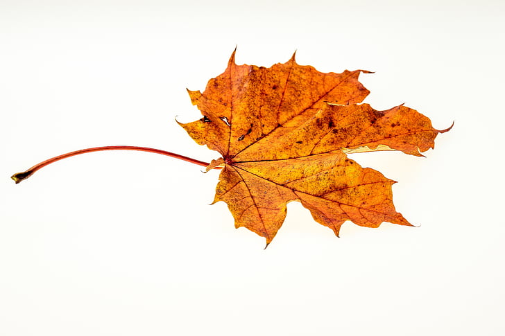 jeseni, listi, listov, padec listje, barve jeseni, listi v jeseni, narave