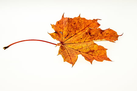 autumn, leaves, leaf, fall foliage, colors of autumn, leaves in the autumn, nature